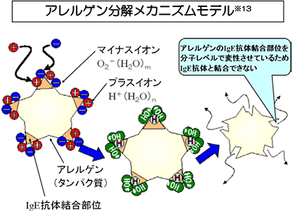 アレルゲン分解メカニズムモデル