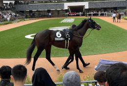 競馬場のパドック