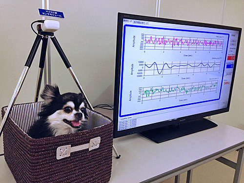 マイクロ波センサモジュール　＜DC6M4JN3000＞（左上）を用い、犬の心拍・呼吸・体動を検知する様子を実演
